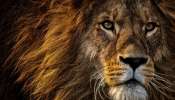 Lion Photo: సింహం ఫోటోను ఈ దిశలో పెట్టుకుంటే సమస్యలన్నీ తొలగిపోతాయి..!