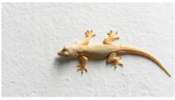 Lizard Vastu: ఇంట్లో బల్లి ఉంటే మంచిదా? చెడ్డదా? తప్పక తెలుసుకోవాలి!