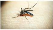 Natural Mosquitoe Repllents: దోమల బెడద తట్టుకోలేకపోతున్నారా? ఈ చిట్కా ప్రయత్నిస్తే మీ ఇంటి దరిదాపుల్లోకి కూడా రావు!