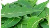 Neem Leaves Remedies: పరగడుపున వేపాకులు తింటే కలలో సైతం ఊహించని 10 లాభాలు