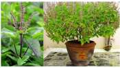 Tulasi Plant Vastu: ఇంట్లో ఒక్కటి కంటే ఎక్కువ తులసిమొక్కలను పెట్టుకోవచ్చా? జోతిష్యులు ఏం చెబుతున్నారు?