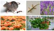 Plant Repellants: ఇంటి ముందు ఈ ఒక్క మొక్క ఉంటే ఎలుకలు, బల్లులు, దోమలు మీ దరిదాపుల్లోకి రావు..