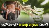 Quickest Way To Lose Weight: అలోవెరాతో బరువు తగ్గడం ఎలా? ఈ చిట్కా మీ కోసమే..