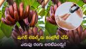 Red Bananas For Diabetes Control: షుగర్‌ లెవల్స్‌ను కంట్రోల్‌ చేసే ఎరుపు రంగు అరటిపండ్లు! ఎప్పుడైనా తిన్నారా?