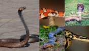 HomeRemedies to Keep Snakes Away: ఈ 2 వంటగది వస్తువులతో పాములు పరార్‌.. మీ ఇంటి దరిదాపుల్లోకి రావు..