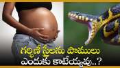 Snake Facts: గర్భిణీ స్త్రీలను పాములు ఎందుకు కాటేయ్యవు.. కాటేస్తే ఏం జరుగుతుందో తెలుసా?