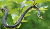 Snake Facts: ఇంట్లో ఈ మొక్కలు ఉంటే పాములకు ఆహ్వానం పలికినట్టేనా..! అసలు విషయం ఇదే..