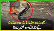 Snake Revenge: పాములు పగబడతాయంటే పప్పులో కాలేసినట్లే.. ఎందుకంటే?