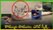 Strange Snakes: కొమ్ముల పాములు, ఎగిరే స్నేక్స్‌.. ఇలా బోలెడు వింత పాములు ఉన్నాయి!