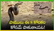 Snakes Crawling: పాములు ఈ 8 కోరికలు తీర్చుకోవడానికే పాకుతాయట!