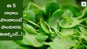 Spinach 5 Health Benefits: ఈ 5 లాభాలు పొందాలంటే.. పాలకూరను తరచూ తినాల్సిందే..!  