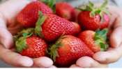 Strawberries Health: స్ట్రాబెర్రీతో కలిగే ఆరోగ్య ప్రయోజనాలేంటో తెలుసా