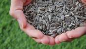 Sunflower seeds: జంక్ ఫుడ్ బదులు.. గుప్పెడు సన్‌ఫ్లవర్ సీడ్స్ తింటే మీ గుండె గట్టిదవుతుంది..