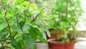 Vastu Lucky Plants: ఇంట్లో, ఇంటి పరిసరాల్లో ఈ 6 మొక్కలుంటే..అంతా శుభమే, అందరిళ్లలో సుఖ సంతోషాలు