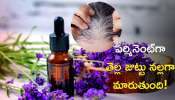 White Hair Problem: ఇలా ట్రై చేస్తే మందార పువ్వుతో తెల్ల జుట్టు కేవలం 12 రోజుల్లో నల్లగా మారటం ఖాయం 