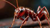 Ants Amazing Facts: చీమలు పడుకోవని, వినలేవని మీకు తెలుసా