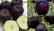 Black Apples: వావ్.. అత్యంత అరుదైన బ్లాక్ యాపిల్స్.. ధర ఎంతో తెలిస్తే మాత్రం షాక్ అవుతారు..