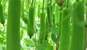 Bottle Gourd Side Effects: ఈ ఐదుగురు వ్యక్తులు పొరపాటున కూడా పొట్లకాయను తినకూడదు