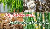 Business Ideas:  రైతుల గల్లపెట్టె నింపే పంటలు.. కేవలం 60 రోజుల్లో బంపర్ ఆదాయం.. చిన్న రైతులకు పెద్ద లాభం..!!