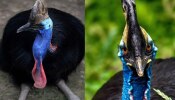 Cassowary Bird: ప్రపంచంలోనే అతి ప్రమాదకరమైన క్యాసోవరీ పక్షి గురించి తెలుసా