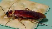 Cockroach: బొద్దింకలతో విసిగిపోయారా..?.. ఈ టిప్స్ పాటిస్తే మీ ఇంటి వంక కన్నెత్తి కూడా చూడవు.. 