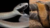 Black Mamba VS King Cobra: బ్లాక్ మాంబా వర్సెస్ కింగ్ కోబ్రా.. వీటిలో ఏది ఎక్కువ డెంజర్.. ఈ విషయాలు మీకు తెలుసా..?