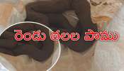 Double Head Snake: హైదరాబాద్‌లో రెండు తలల పాము హల్‌చల్‌.. ఏం చేసిందంటే..?