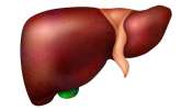 Fatty Liver Problem: ఫ్యాటీ లివర్ అంత ప్రమాదకరమా, ఈ 5 జాగ్రత్తలు తీసుకోండి