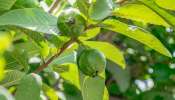 Guava Leaves Remedies: జాంకాయలు కాదు జామాకులు తింటే ఎన్ని ఊహించని ప్రయోజనాలో తెలుసా