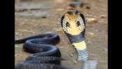 King Cobra Food: ఎలుకలు, కప్పలు కాదు బ్రదర్.. కింగ్ కోబ్రాకు ఇష్టమైన ఆహారం ఏంటో తెలుసా..!