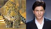 Shah Rukh Khan: చిరుత నుంచి వెంట్రుక వాసిలో తప్పించుకున్న షారుక్‌ ఖాన్‌..!.. అసలు మ్యాటర్ ఏంటంటే..?