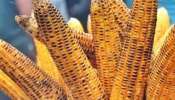 Maize 7 Amazing Benefits: వర్షాకాలంలో మొక్కజొన్న ఎందుకు తినాలి, 7 అద్భుత ప్రయోజనాలు 