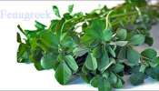 Fenugreek Leaves: మెంతికూర తింటే బోలెడు లాభాలతో పాటు ఈ సమస్యలు మాయం..!