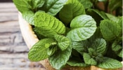 Mint Leaves: పుదీనా ఆకుల్ని ఎక్కువ కాలం ఎలా నిల్వ చేసుకోవచ్చు