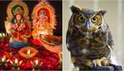 Owl Sacrifice: దీపావళిరోజు అక్కడి వాళ్లు గుడ్ల గూబల్ని బలిస్తారు.. దీని వెనకున్న ఈ రహస్యం మీకు తెలుసా..?