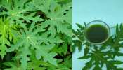 Papaya Leaf Juice: ప్రతిరోజు ఈ ఆకుల రసం తాగుతే షుగర్‌ వ్యాధికి చెక్‌!