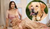 Dog Divorce: కుక్క కోసం విడిపోయిన హీరోయిన్‌.. ఇది సినిమా స్టోరీ కాదు యథార్థ సంఘటన