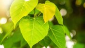 Peepal Tree Benefits: రావిచెట్టు ఆకులు, బెరడు, పండ్లలో అద్భుత ఔషధ గుణాలు, అన్ని సమస్యలకు చెక్