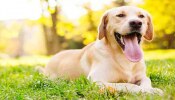 Facts Of Pet Dogs: మీ పెంపుడు కుక్కల గురించి మీకే తెలియని ఆశ్చర్యపర్చే విషయాలు