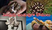 Pet Snakes: భయం అవసరం లేదు.. ఈ ఐదు పాములను ఇంట్లో పెంచుకోవచ్చు