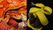  Eating More Pythons: జస్ట్ ఫర్ ఏ చెంజ్... కొండ చిలువలను తినాలంటున్న పరిశోధకులు...  కారణం ఏంటంటే..?
