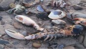  Death Creatures at Beach: సముద్రతీరాన వేలాది జంతు మృతదేహాలు, సోషల్ మీడియాపై నెటిజన్ల ఆగ్రహం