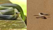 Snakes facts: ప్రపంచంలోనే అత్యంత స్పీడ్ గా వెళ్లే పాములు.. ఇవి చాలా డెంజర్  భయ్యా.. డిటెయిల్స్ ఇవే..