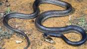 Snakes Pics: ఇండియాలో పాములెక్కువగా ఉండే రాష్ట్రమేది, ఏ పాము అత్యంత విషపూరితమైంది
