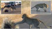 Porcupine vs Leopard: చిరుతపులిని ఒక ఆటాడుకున్న ముళ్లపంది.. వైరల్ ఫోటోస్!