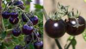 Black tomatoes: నల్ల టమాటా తినడం వల్ల కలిగే ఈ బెనిఫిట్స్ మీకు తెలుసా..?