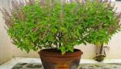 Tulsi Tips: తులసీ వద్ద పొరపాటున ఈ వస్తువులు ఉంచరాదు.. జీవితం నరకప్రాయమే