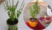 Tulsi Plant Remedies: మీ ఇంట్లో తులసి మొక్క వాడిపోయిందా.. ? సమస్యలు రాకముందే ఇలా చేయండి