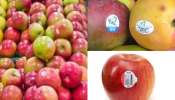 Why Fruit Stickers: మార్కెట్‌లో ఎప్పుడైనా గమనించారా? పండ్లపై స్టిక్కర్లు ఎందుకు ఉంటాయో?