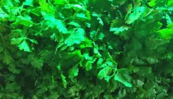 Winter Diet: ఈ ఆకు కూరలు తింటే చలికాలం వ్యాధులన్నింటికీ చెక్ చెప్పవచ్చు